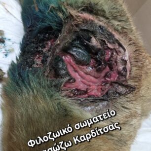 KarditsaSkylosPyrovolimenos24 10 2025 18