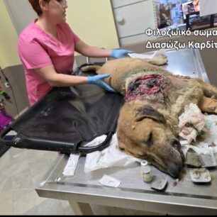 KarditsaSkylosPyrovolimenos24 10 2025 19