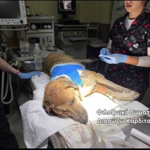 KarditsaSkylosPyrovolimenos24 10 2025 2