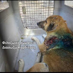 KarditsaSkylosPyrovolimenos24 10 2025 20