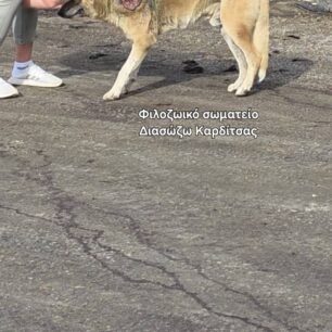 KarditsaSkylosPyrovolimenos24 10 2025 21