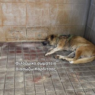 KarditsaSkylosPyrovolimenos24 10 2025 22