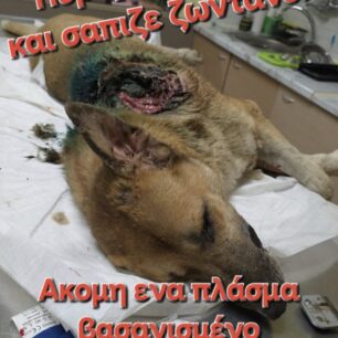 KarditsaSkylosPyrovolimenos24 10 2025 23