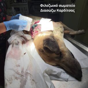 KarditsaSkylosPyrovolimenos24 10 2025 3