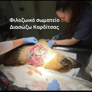 KarditsaSkylosPyrovolimenos24 10 2025 4