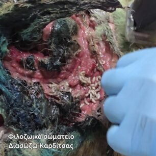 KarditsaSkylosPyrovolimenos24 10 2025 6