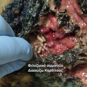 KarditsaSkylosPyrovolimenos24 10 2025 7