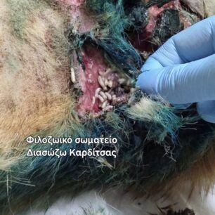 KarditsaSkylosPyrovolimenos24 10 2025 8