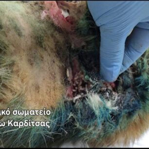 KarditsaSkylosPyrovolimenos24 10 2025 9