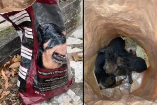 Καρπενήσι Ευρυτανίας: Μαθητές ΕΠΑ.Λ. βρήκαν νεογέννητα κουτάβια σε τσουβάλι μέσα σε κάδο (βίντεο)