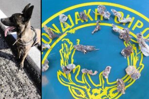 Καθαρό Λασιθίου: Ο εκπαιδευμένος σκύλος εντόπισε δεκάδες φόλες