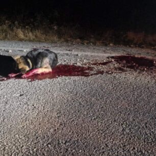 KerameiesXanionSkylosPyrovolimenosKefali8 10 2025 1