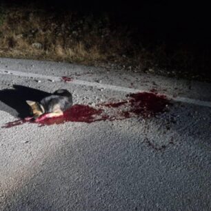 KerameiesXanionSkylosPyrovolimenosKefali8 10 2025 2