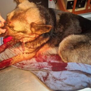 KerameiesXanionSkylosPyrovolimenosKefali8 10 2025 3