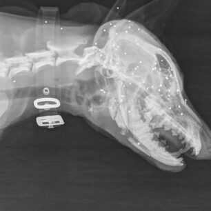 KerameiesXanionSkylosPyrovolimenosKefaliAktinografiaSkagia8 10 2025 1