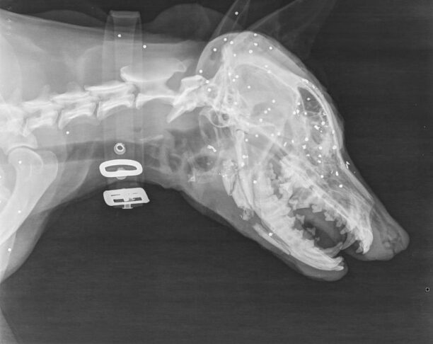 Κεραμειά Χανίων: Πυροβόλησε σκύλο στο κεφάλι και στην σπονδυλική στήλη με κυνηγετικό όπλο