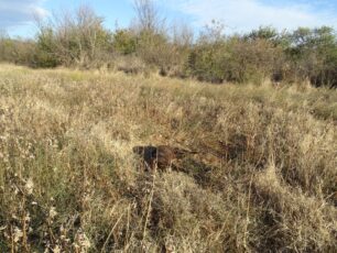 Κιλκίς: Ο νεκρός λύκος τελικά είναι πυροβολημένος με κυνηγετικό όπλο