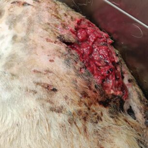 KryoneriAitoloakarnaniasPyrovolimenosSkylos3 10 2025 1