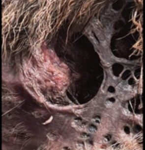 KryoneriAitoloakarnaniasPyrovolimenosSkylos3 10 2025 2