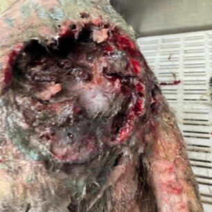 KryoneriAitoloakarnaniasPyrovolimenosSkylos3 10 2025 3