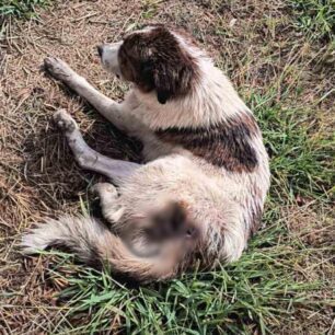 KryoneriAitoloakarnaniasPyrovolimenosSkylos3 10 2025