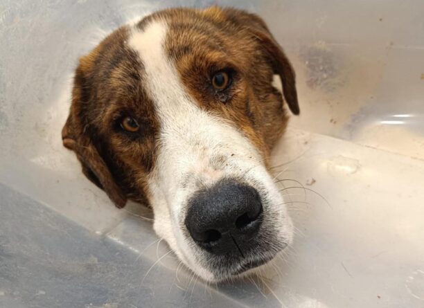 Κρυονέρι Αιτωλοακαρνανίας: Ακόμα ένας σκύλος βρέθηκε πυροβολημένος με κυνηγετικό όπλο