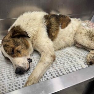 KryoneriAitoloakarnaniasPyrovolimenosSkylos6 10 2025 10