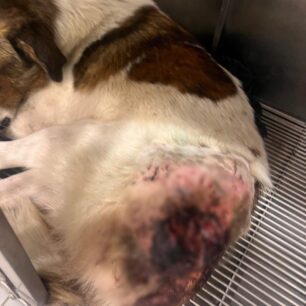 KryoneriAitoloakarnaniasPyrovolimenosSkylos6 10 2025 11