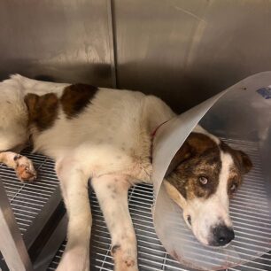 KryoneriAitoloakarnaniasPyrovolimenosSkylos6 10 2025 12