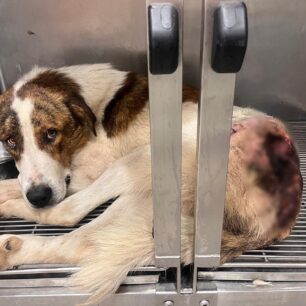 KryoneriAitoloakarnaniasPyrovolimenosSkylos6 10 2025 13