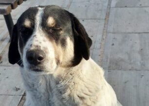 Λίμνη Εύβοιας: Πυροβόλησε και σκότωσε αδέσποτο σκύλο