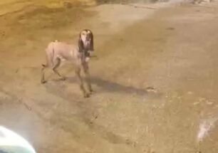 Μανδράκι Σερρών: Εγκαταλελειμμένο σκυλί σκελετωμένο από την πείνα χτυπήθηκε από όχημα και σκοτώθηκε (βίντεο)