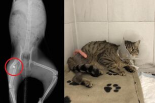 Μαρούσι Αττικής: Συνεχίζει να πυροβολεί γάτες με αεροβόλο