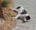 Μονεμβασιά Λακωνίας: Ακόμα ένας σκύλος δολοφονημένος με φόλα