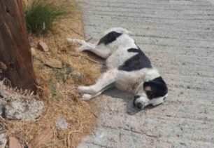 Μονεμβασιά Λακωνίας: Ακόμα ένας σκύλος δολοφονημένος με φόλα