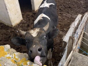 Μύκονος: Αγελάδα χωρίς νερό και νερό σε περιφραγμένο οίκημα