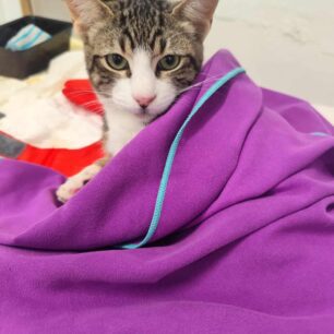 MykonosGataParalyti24 9 2025 3