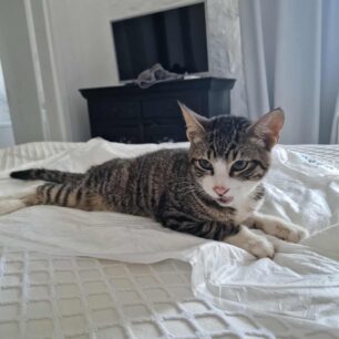 MykonosGataParalyti5 9 2025 4