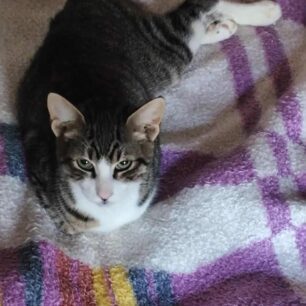 MykonosGataParalyti9 10 2025 1