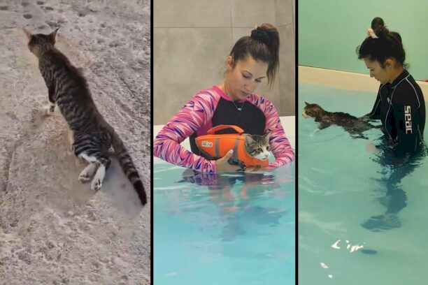 Με υδροθεραπείες φροντίζουν γάτα που βρέθηκε παράλυτη να σέρνεται στη Μύκονο (βίντεο)