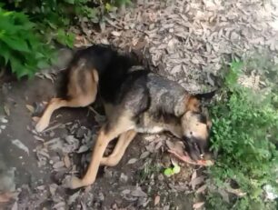 Νέα Έφεσος Πιερίας: Με φόλες δηλητηρίασε σκυλιά