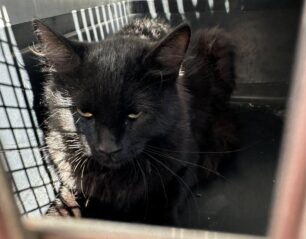 Νέα Ιωνία Αττικής: Πέθανε γάτα που βρέθηκε καρφωμένη σε κάγκελα περίφραξης πολυκατοικίας