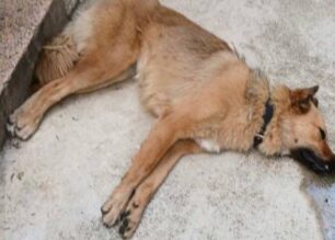 Νέα Μεσημβρία Θεσσαλονίκης: Με φόλες δολοφόνησε τρία σκυλιά