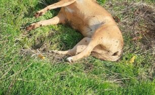 Νεοχώρι Αρκαδίας: Σκύλος δολοφονημένος πιθανότατα με φόλα και δύο ακόμα αδέσποτα εξαφανισμένα