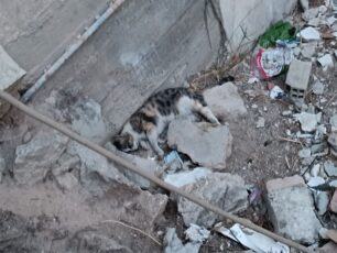 Πειραιάς: Με φόλες δολοφόνησε γάτες στο Χατζηκυριάκειο