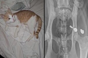 Ρόδος: Βρήκε την αδέσποτη γάτα που φρόντιζε πυροβολημένη με αεροβόλο