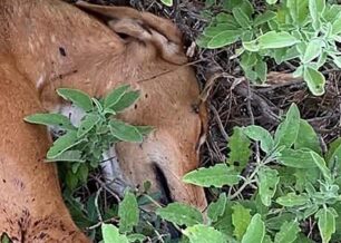 Ρόδος: Σκύλος βρέθηκε δολοφονημένος πυροβολημένος εξ επαφής τρεις φορές με κυνηγετικό όπλο (βίντεο)