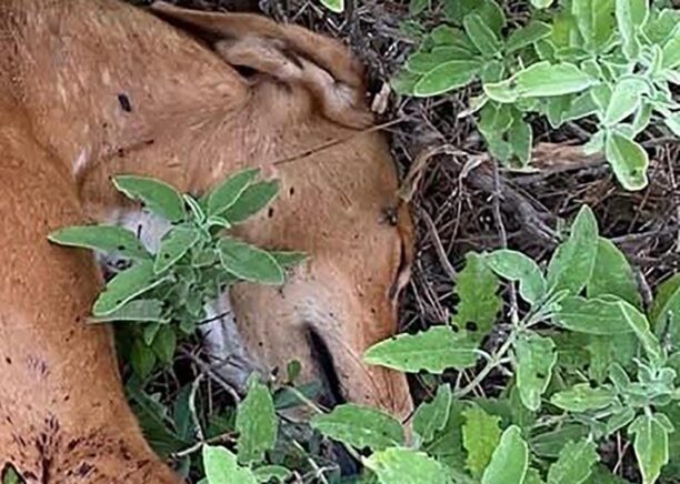 Ρόδος: Σκύλος βρέθηκε δολοφονημένος πυροβολημένος εξ επαφής τρεις φορές με κυνηγετικό όπλο (βίντεο)