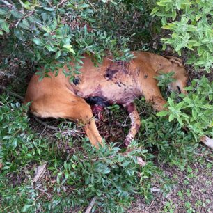 RodosKalythiesPyrovolimenosSkylos28 10 2025 2