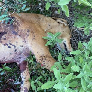 RodosKalythiesPyrovolimenosSkylos28 10 2025 3